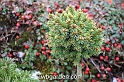 wbgarden dwarf conifers 68